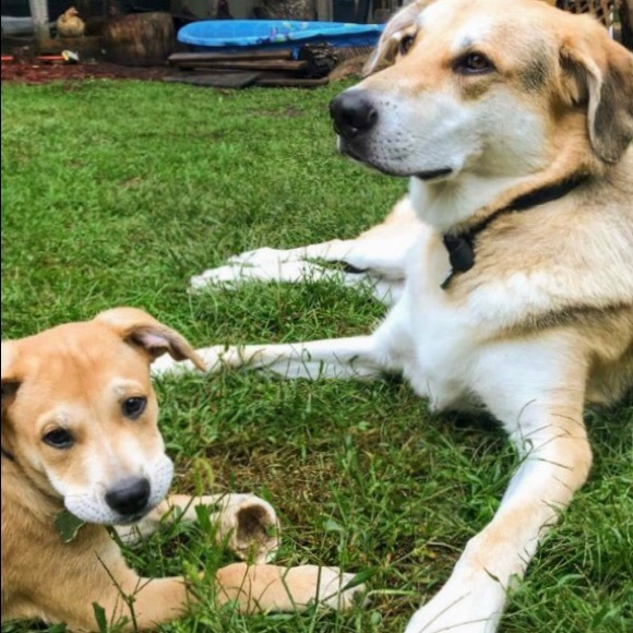 Profile Picture of Amelia Tanner (@amelia12502) on Poshmark