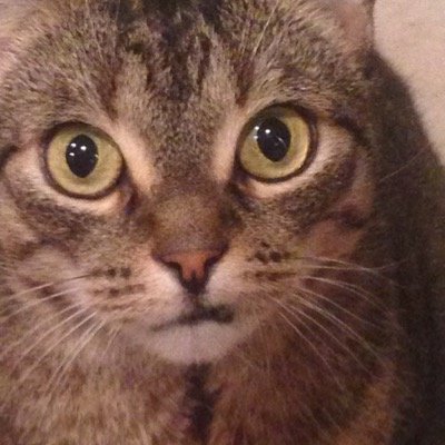 Profile Picture of Natasha Smith Cady (@lassoyh) on Twitter