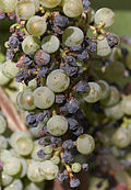 Profile Picture of Black rot (grape disease)on Wikipedia