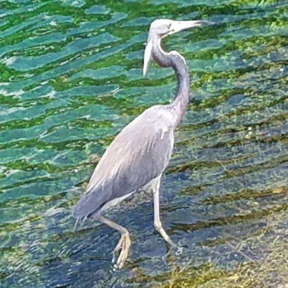 Profile Picture of Lori Burns worden (@ratgirl2) on Poshmark