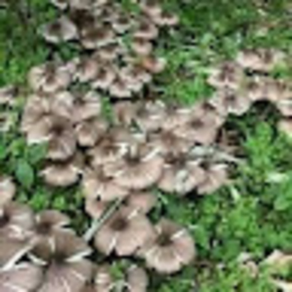 Profile Picture of Eva hawaii Handmade (@evabloomhi278) on Poshmark