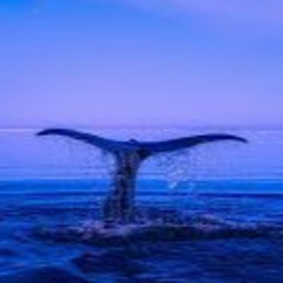 Parker Bartholomaus - Poshmark Profile Picture of Parker Bartholomaus (@parkbart05) on Poshmark