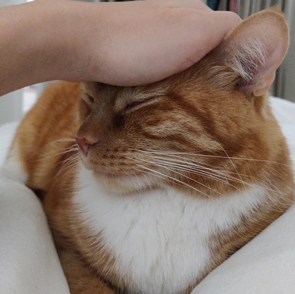 Profile Picture of Amy Khuu (@dichotamy) on Poshmark