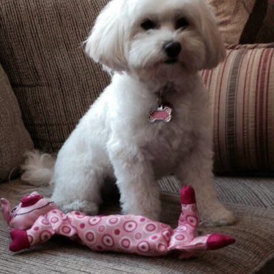 Profile Picture of Nancy Blum (@NancyBlum7) on Twitter