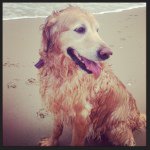 Profile Picture of Kelly Watson (@kellyrose80) on Instagram