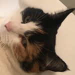 Profile Picture of Alex🙈 (@alexbartvig) on Instagram