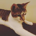 Profile Picture of Derrick Lum (@dldl1222) on Instagram