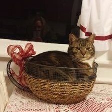 Profile Picture of Merralee Obenrader (@MObenrader) on Twitter