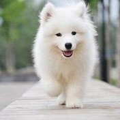 Profile Picture of Zachary (@ZachHutcheson_) on Twitter