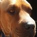 Profile Picture of Robert McKissick (@azslowpoke56) on Pinterest