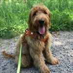 Profile Picture of Norman The Goldendoodle (@dooditsnorm) on Instagram