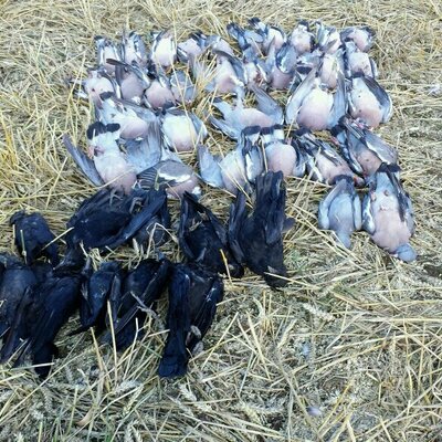 Profile Picture of Murray Gardner (@kinnell2000) on Twitter