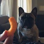 Profile Picture of Harvey & Gigi (@harvey_n_gigi) on Instagram