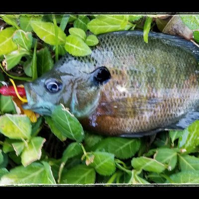 Profile Picture of ROBERT T BRUCH (@ROBERTTBRUCH1) on Twitter