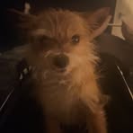 Profile Picture of Oliver Humphreys (@Oliver-Humphreys) on Facebook