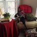 Profile Picture of Joanne Parrish (@joannesara) on Pinterest