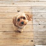 Profile Picture of Amber Boo (@amber_boo_the_cavapoo) on Instagram