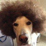 Otis - Instagram Profile Picture of Otis (@otisbenjarvis) on Instagram