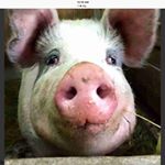 Profile Picture of Richard Falcon (@falcon3872) on Instagram