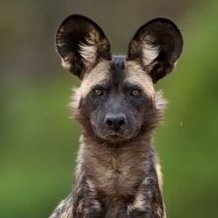 Jacob Groen - Twitter Profile Picture of Jacob Groen (@groen_jacob) on Twitter