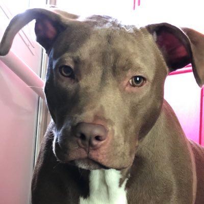 Profile Picture of Matthew Savio (@SavioMatthew) on Twitter