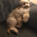 Profile Picture of Daniel Goodman (@dangp57) on Instagram