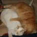 Profile Picture of Lori Helgeland Renken (@59lori) on Pinterest