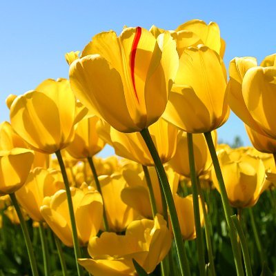 Profile Picture of Samar Jeet Singh (@samarthakur1980) on Twitter