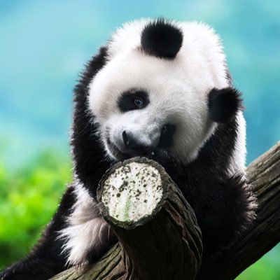 Lin 'Luke' Sun - Twitter Profile Picture of Lin 'Luke' Sun (@lukesun17) on Twitter