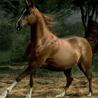 Profile Picture of Ronald Andrew Romain (@@andrew_romain) on Twitter