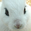 Profile Picture of leee jing (@%u8377%u7530%u7530%u5979%u7239) on Flickr