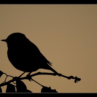 Profile Picture of Clark Fontanilla (@faux_ami004) on Twitter