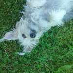 Profile Picture of A.l. Münsterländer (@lisa.silberstein.31) on Instagram