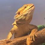 Profile Picture of Doc Holliday (@docthebeardie) on Instagram