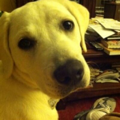 Profile Picture of JOSEPH ALARID (@JOSEPHALARID) on Twitter