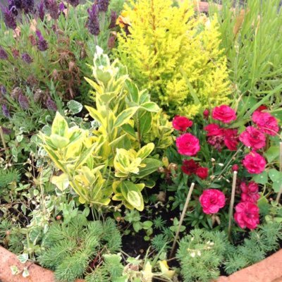 Profile Picture of Pam Nell (@pam_nell) on Twitter