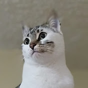 Profile Picture of Cesar Vaca (@CeasarVaca) on Youtube