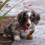 Profile Picture of greg grubaugh (@greggrubaugh) on Instagram