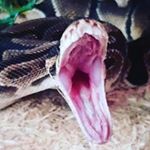 Profile Picture of Aiden Lowe (@aiden_bored_spams) on Instagram