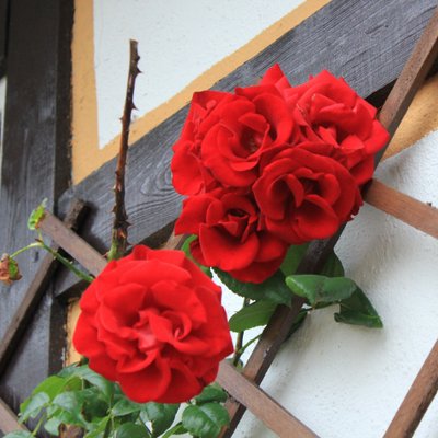 Profile Picture of Alice Müller (@AliceMller8) on Twitter