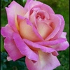 Profile Picture of Jonathan Danielson (@@31030066355) on Tiktok