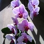 Isabelle Jolly - Instagram Profile Picture of Isabelle Jolly (@isabellej15) on Instagram