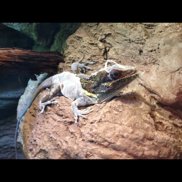 Profile Picture of Carissa Willoughby (@assirac) on Poshmark