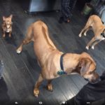 Profile Picture of John donnelly (@1haggis101) on Instagram