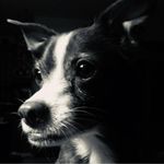 Profile Picture of Brad Carriker (@schmadley) on Instagram