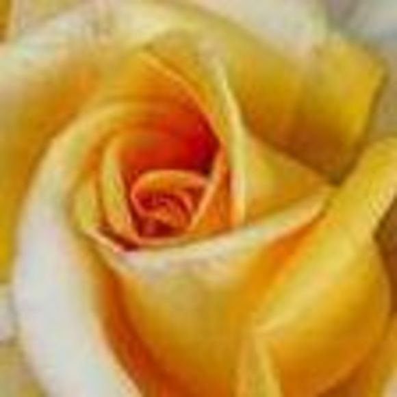 Profile Picture of Tamara Warren (@lastingwarren) on Poshmark