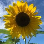 Profile Picture of Phyllis Caruana (@phyllis.caruana.96) on Facebook