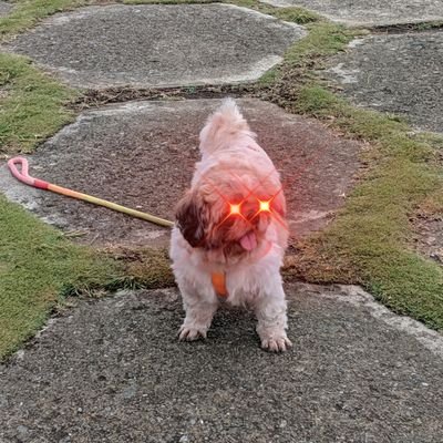 Profile Picture of Voglio (@voglio_plays) on Twitter