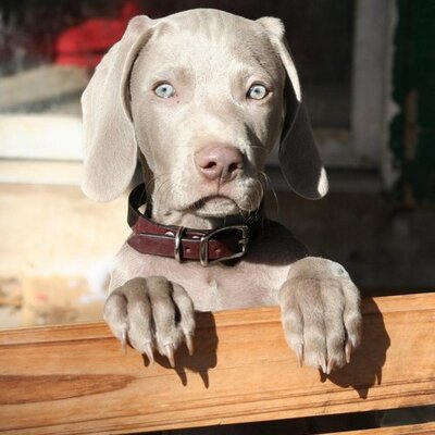 Profile Picture of Phillip Strauss (@Cotton_Balls) on Twitter