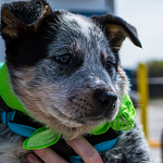 Profile Picture of Brandon Lopez (@jaesick photography) on Flickr